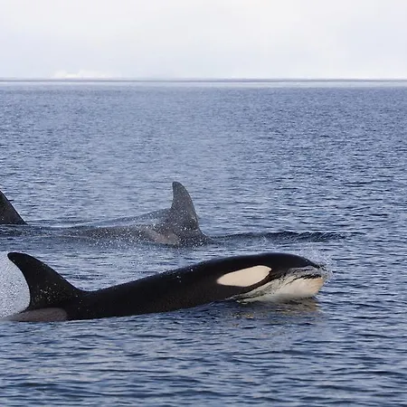 Lofoten Panorama Stamsund